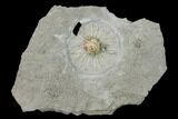Fossil Crinoid (Eretmocrinus) - Gilmore City, Iowa #157209-1